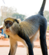 Baobeng Fiema Monkey Sanctuary