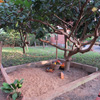 Our garden at the Sunbird Lodge in Accra