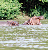 Wechiau Community Hippo Sanctuary